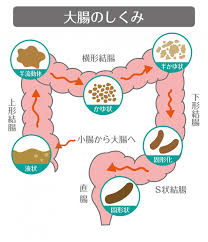 よもぎ蒸しの効果について