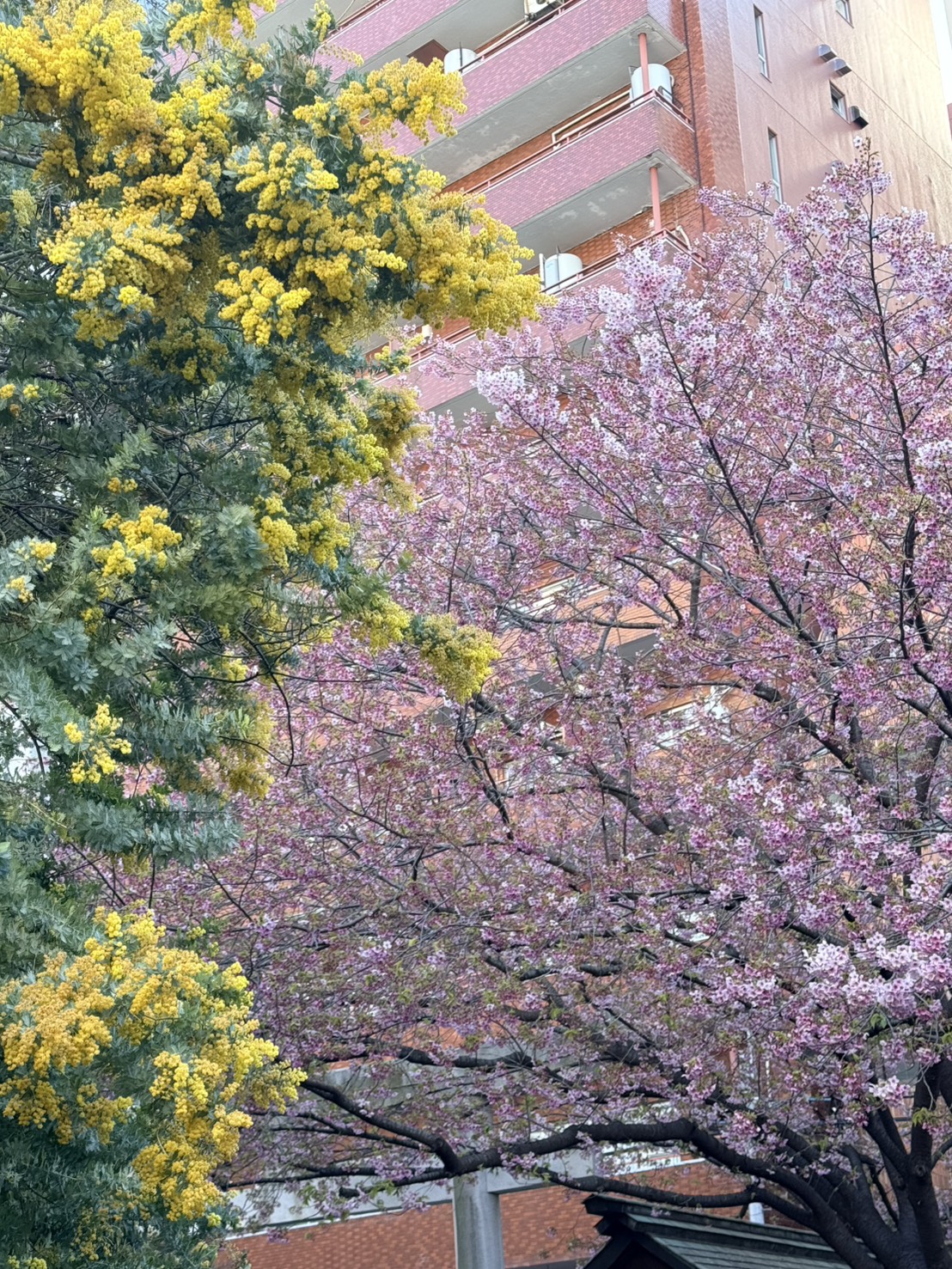 蔵前で体験する贅沢なミモザ観光と心地よいよもぎ蒸しの融合